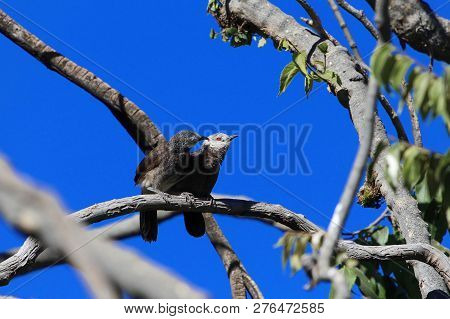 Pair Of White Rumped Babblers (turdoides Hypoleuca) On A Brunch