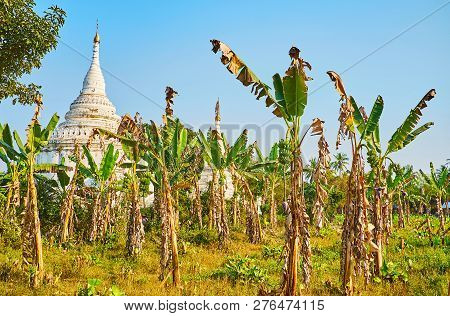 The Tall Banana Palms Hide The Old Stupa Of Desada Taya White Temple, Located In Historic Royal City