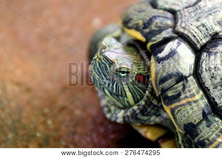 Turtle, Head Turtle Close Up, Turtle Contract In The Shell (selective Focus)