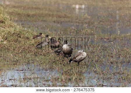 Blue Winged Geese (cyanochen Cyanoptera) And Yellow Billed Ducks (anas Undulata) On The Sululta Plai