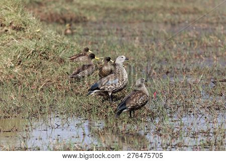 Blue Winged Geese (cyanochen Cyanoptera) And Yellow Billed Ducks (anas Undulata) On The Sululta Plai