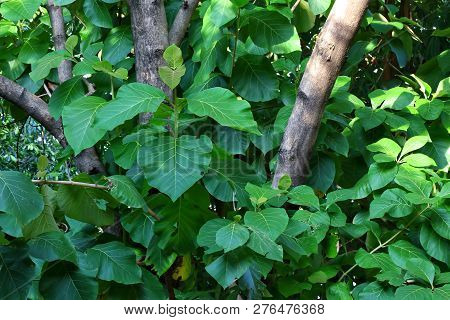 Teak Tree Plantation, Forest Teak, Teak Farm, Background Teak Wood