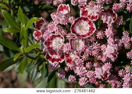 Mountain Laurel (kalmia Latifolia), Close Up Of The Flower Head