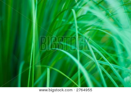 Beautiful Green Grassy Abstract Background