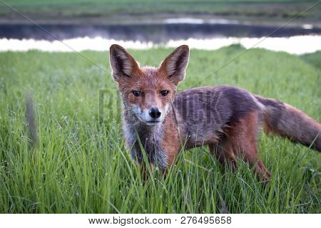 A Curious Young Fox On A Summernight In Finland