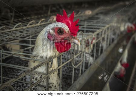 Braekel Chicken Layer Life In The Farmhouse
