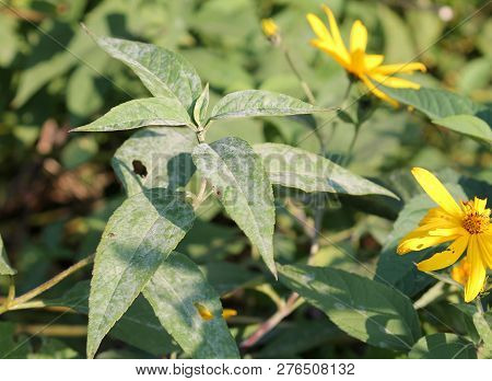 Powdery Mildew Erysiphe Cichoracearum On Green Leaves Of Jerusalem Artichoke Or Helianthus Tuberosus