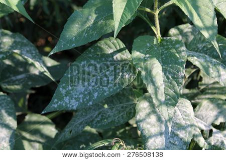 Powdery Mildew Erysiphe Cichoracearum On Green Leaves Of Jerusalem Artichoke Or Helianthus Tuberosus