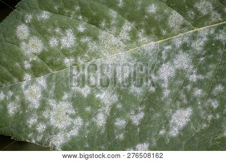 Powdery Mildew Erysiphe Cichoracearum On Green Leaf Of Jerusalem Artichoke
