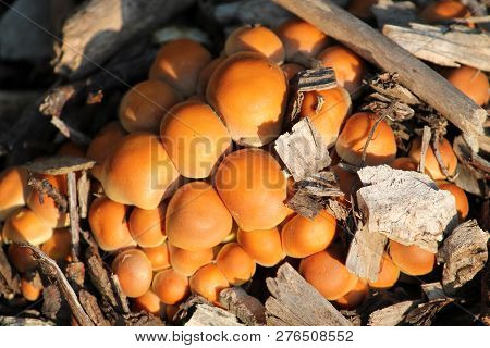Young Hypholoma Lateritium Or Brick Tuft Mushrooms