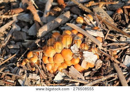 Young Hypholoma Lateritium Or Brick Tuft Mushrooms