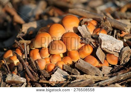 Young Hypholoma Lateritium Or Brick Tuft Mushrooms