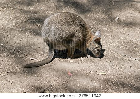 The Red Necked Pademelon Has A Joey In Her Pouch