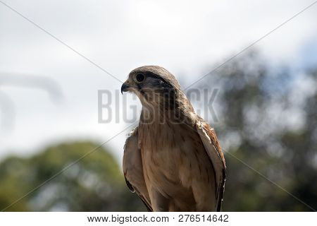 This Is A Close Up Of An Australian Nankeen Kestrel