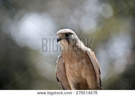 This Is A Close Up Of An Australian Nankeen Kestrel