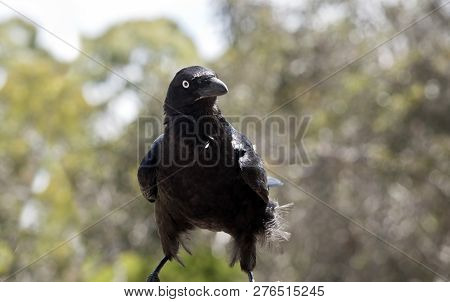 The Australian Raven Looks Like A Crow