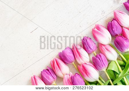 Pink And Violet Tulip Flowers Flt Lay Row On Gray Background With Copy Space