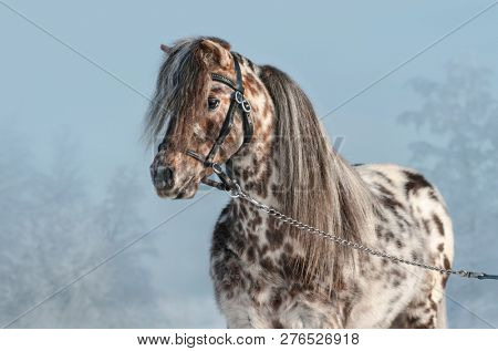 Horizontal portrait of Appaloosa miniature horse in black halter at winter time.