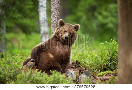 Close-up Of European Brown Bear (ursos Arctos) Leaning Against The Tree In Boreal Forest, Finland.