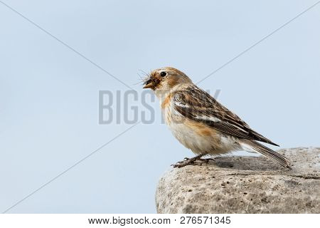 Close Up Of A Snow Bunting Sitting On A Rock With A Beak Full Of Food For Chicks, Iceland.
