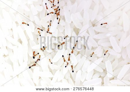Ant, Ants On Rice, Swarm Small Red Ants In Rice Seed White (selective Focus)
