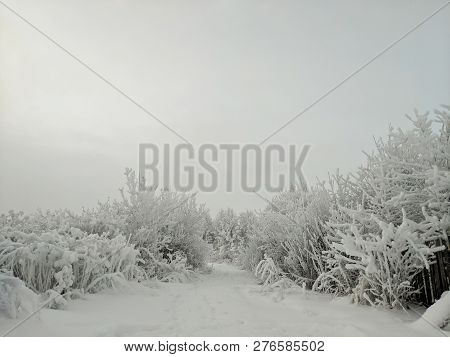 Winter Landscape With The Fence And Snowy Trees