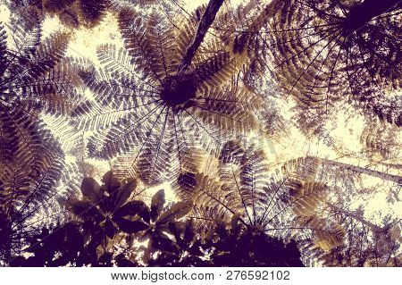Giant Ferns In Whakarewarewa Redwood Forest, Rotorua, New Zealand