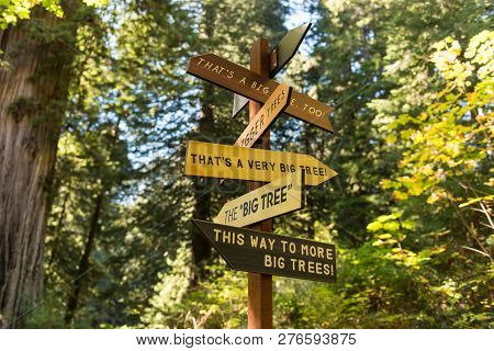 Directions Of Big Trees Pointed By A Sign In Redwood National Park, California, Usa.