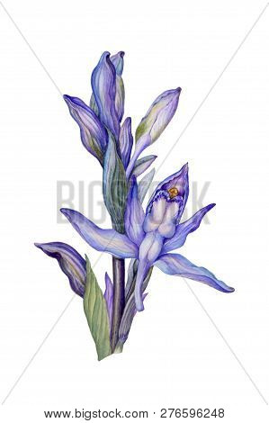 Flowers And Buds Of Wild Orchid Limodorum Abortivum