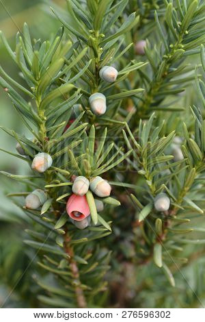 Hicks Hybrid Yew - Latin Name - Taxus * Media Hicksii