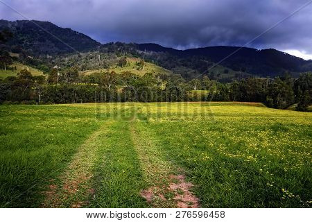 Car Tracks Through Hunter Valley Fields Blooming In Yellow Flowers Behind Hills Rise Up To Meet An A