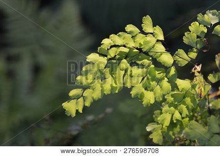 Delta Maidenhair Fern Leaves - Latin Name - Adiantum Raddianum