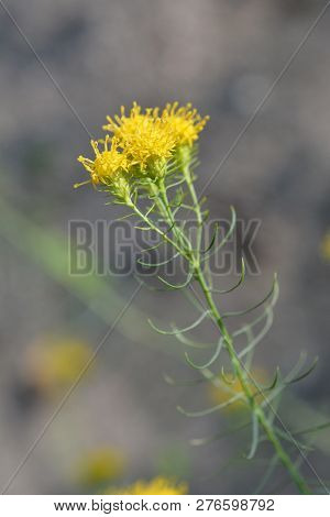 European Goldilocks Yellow Flower - Latin Name - Galatella Linosyris (aster Linosyris)
