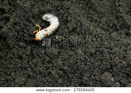 Larva. Vile Disgusting Maggot. Image Of Grub Worms. Beetle Larvae. Nasty Insect. Pest Root. Sickenin
