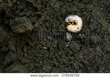 Larva. Vile Disgusting Maggot. Image Of Grub Worms. Beetle Larvae. Nasty Insect. Pest Root. Sickenin