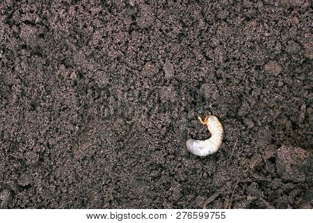 Larva. Vile Disgusting Maggot. Image Of Grub Worms. Beetle Larvae. Nasty Insect. Pest Root. Sickenin