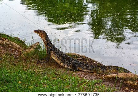 Large Adult Asian Water Monitor, Scientific Name Varanus Salvator, At Lumphini Park In Thailand