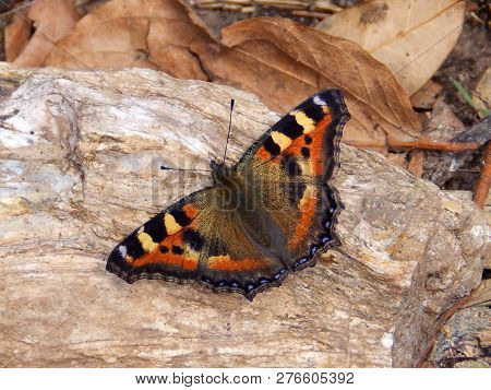 Peacock Butterfly On Stone. Brilliant Orange And Black Viceroy Butterfly Resting On Stone In Morning