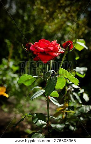 A Beautiful Red Rose Grows In The Garden. Vertical Photography