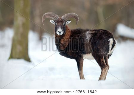 Wild Sheep, Mouflon, Standing In Deep Snow In Winter Forest.