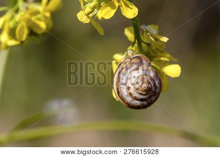 A Snail (cochlea) Sits In The Shell On A Yellow Flower Close-up On A Spring, Sunny Day