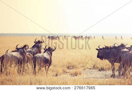 Antelope Gnu in namibian bush
