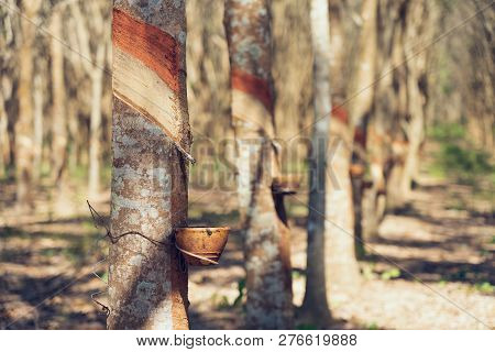 Rubber Tree (hevea Brasiliensis) Produces Latex. By Using Knife Cut At The Outer Surface Of The Trun