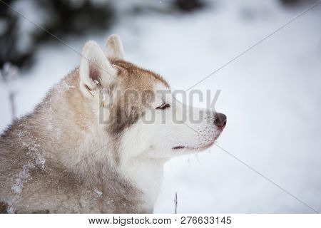 Profile Portrait Of Beautiful, Serius And Free Beige Dog Breed Siberian Husky Lying On The Snow In T