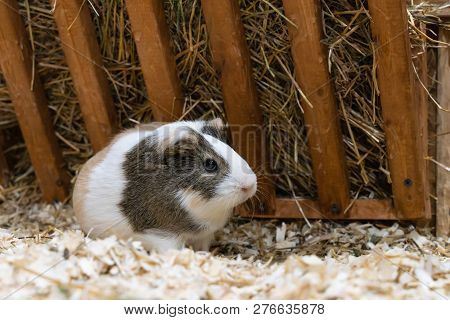 White Guinea Pig With Colored Spots