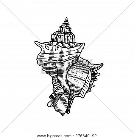 Vector Antique Engraving Illustration Of Spiral Seashell Isolated On White Background