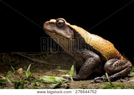 big tropical rain forest toad, Rhaebo blombergi from the tropical jungle of Colombia. An endangered species in need of nature conservation.