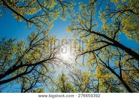 Sun Shining Through Canopy Of Tall Trees With Young Spring Folliage Leaves. Sunlight In Deciduous Fo
