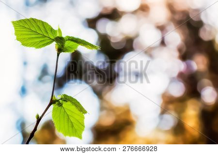 Young Hazel Tree Branch Sprout With New Growing Leaves In Spring Forest