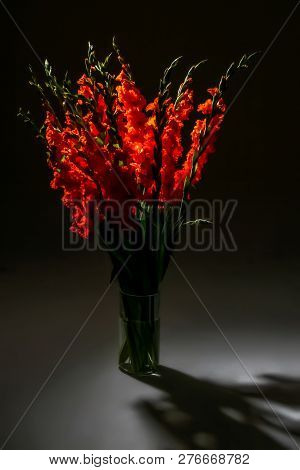 Red Gladiolus. Gladiolus On Black Background.  Nature Flower. Garden Flowers. Red Gladiolus Flowers 